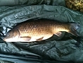 Matthew Fletcher, 2nd Dec<br />20lb common